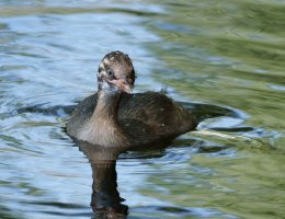3R3A0570-DxO_Little_Grebe_Chick.jpg