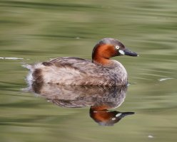 3R3A0799-DxO_Little_Grebe.jpg