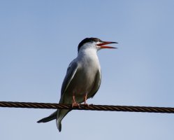 3R3A0806-DxO_Common_Tern.jpg