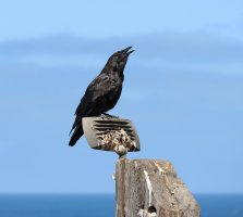 IMG_8654 picasa crop sharpen  PS3 fix.jpg