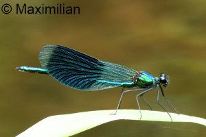 demoiselle_banded_2024_01.JPG
