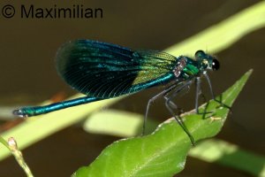 demoiselle_banded_2024_11.JPG