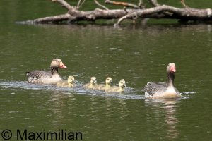 family_goose_grey_2024_06.JPG