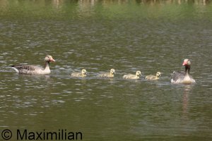 family_goose_grey_2024_07.JPG