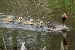 family_goose_grey_2024_08.JPG
