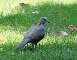 3R3A1269-DxO_Spotted_dove-ls-s.jpeg