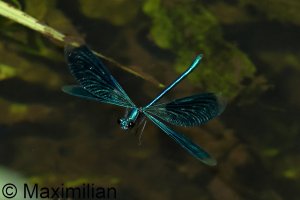 demoiselle_banded_2024_04.JPG