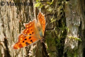 comma_2024_01.JPG