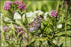 Song Sparrow.jpg