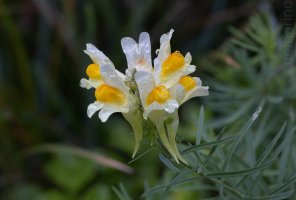 Linaria vulgaris.jpg