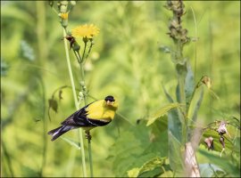 American Goldfinch.jpg