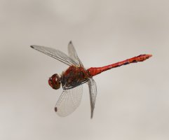 309A4871-DxO_Ruddy_Darter_Dragonfly_flying.jpg