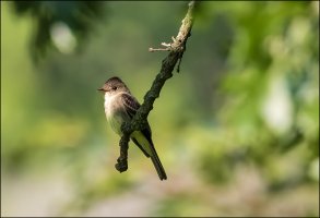 Eastern Wood-Pewee.jpg