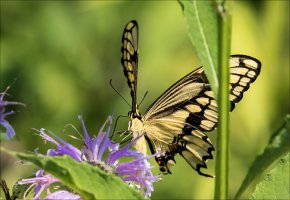 Swallowtail Butterfly.jpg