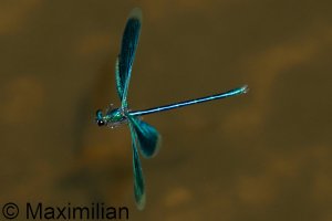 demoiselle_banded_2024_08.JPG