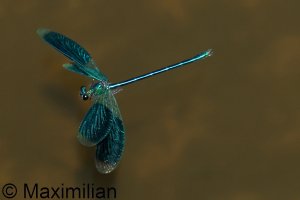 demoiselle_banded_2024_09.JPG