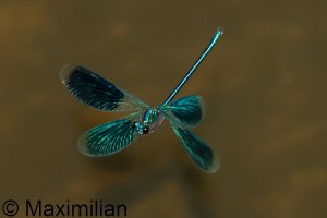 demoiselle_banded_2024_10.JPG
