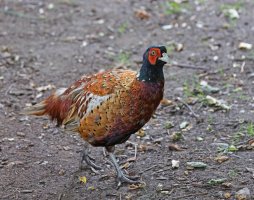 309A4919-DxO_Ring_Necked_Pheasant_small.jpg