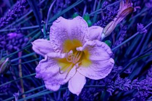 Yellow Daylily UV.jpg