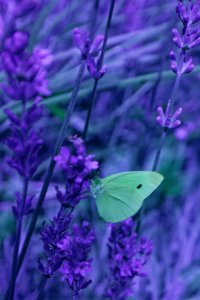 Cabbage White UV.jpg