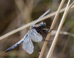 309A4995-DxO_Blacktailed_Skimmer_Dragonfly.jpg