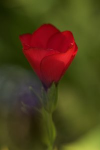 IMG_3001 (1) small.jpg