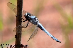 southern_skimmer_2024_01.JPG