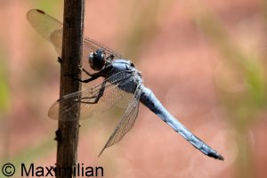 southern_skimmer_2024_02.JPG