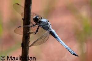southern_skimmer_2024_03.JPG