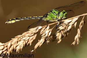 green_snaketail_2024_01.JPG