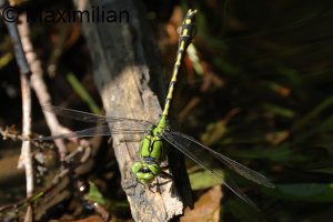 green_snaketail_2024_03.JPG