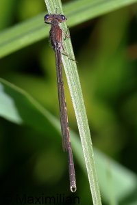 winter_damselfly_2024_09.JPG