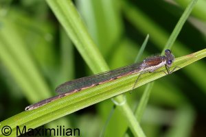winter_damselfly_2024_08.JPG