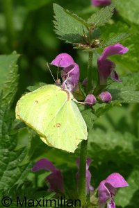 brimstone_2024_02.JPG