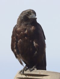 IMG_6335 picasa crop-topaz-sharpen for CR.JPG