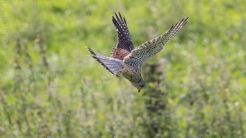 common kestrel_03.jpg