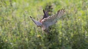 common kestrel_02.jpg