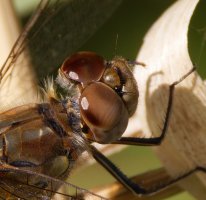 309A6494_DxO_Common_Darter_Dragonfly_vg_head_cropped Head.jpg
