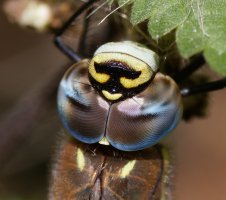 309A6175-DxO_migrant_hawker_dragonfly_1000mm_head_eyes.jpg