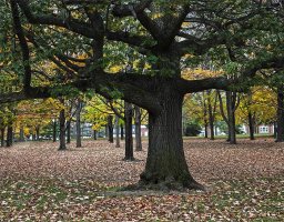 branching out_CR.jpg