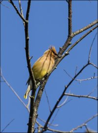 Cedar Waxwing.jpg