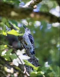 Young Red-bellied Woodpecker.jpg