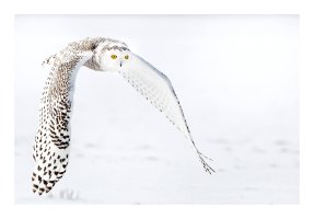 snowyowl.jpg