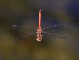 309A5114-DxO_Ruddy_Darter_Dragonfly_flying-1.9.jpeg