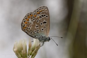 common blue_02.jpg