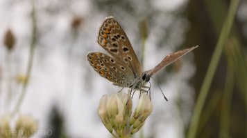 common blue.jpg