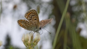 common blue_03.jpg
