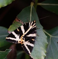 Jersey_Tiger_Moth_Back_2.jpg