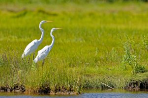 Egret Pair.jpg