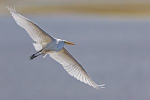 Great Egret 1.jpg